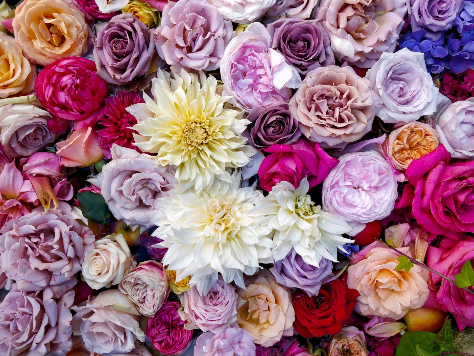 Best Flowers to Give Girlfriend